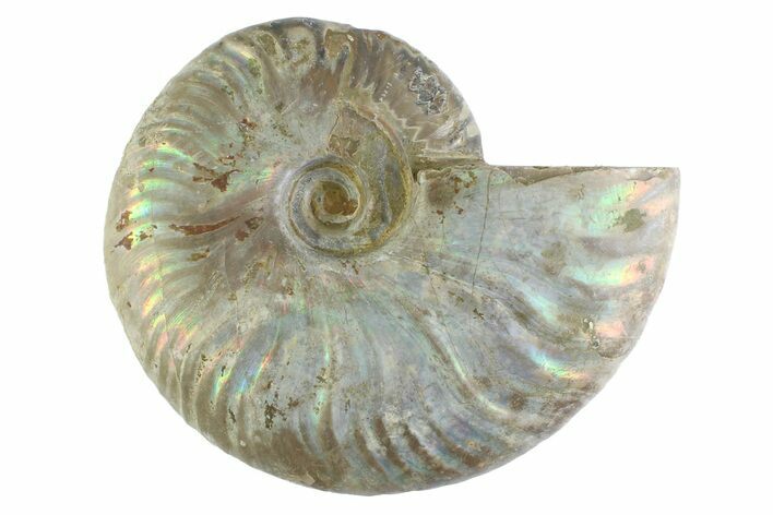 Silver Iridescent Ammonite (Cleoniceras) Fossil - Madagascar #346734